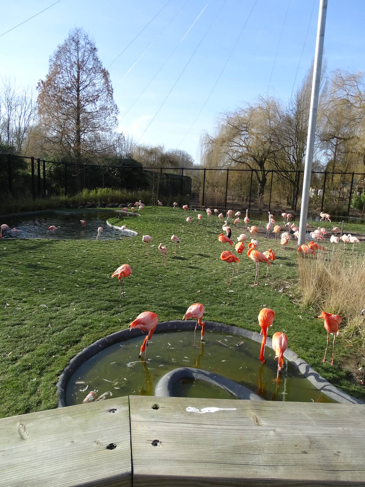 Flamingo enclosure