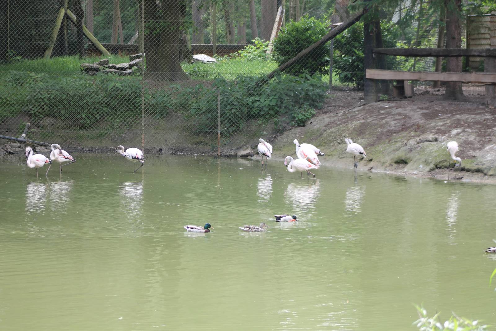 Flamingo enclosure