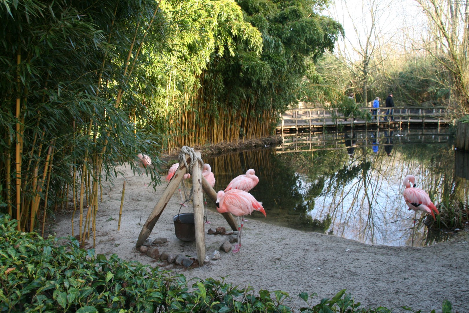 Flamingo enclosure
