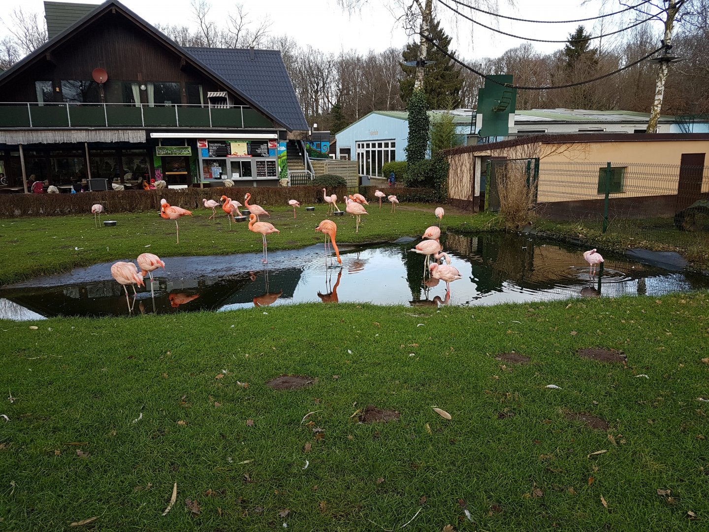 Flamingo-enclosure