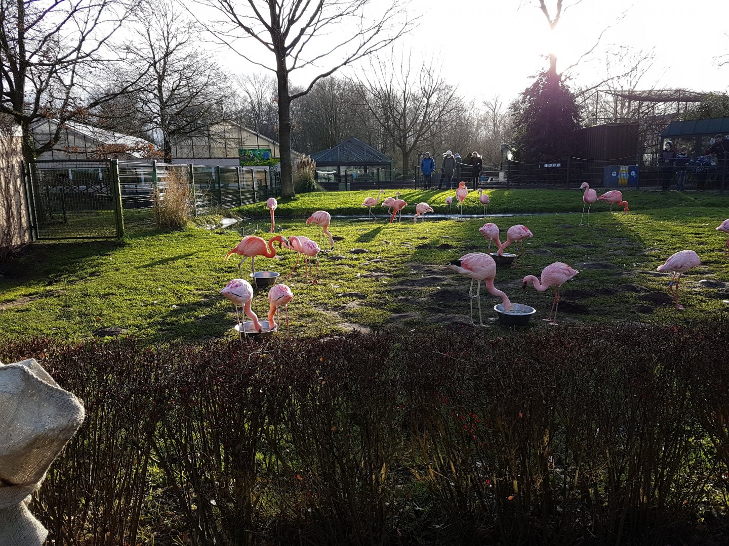 Flamingo-enclosure