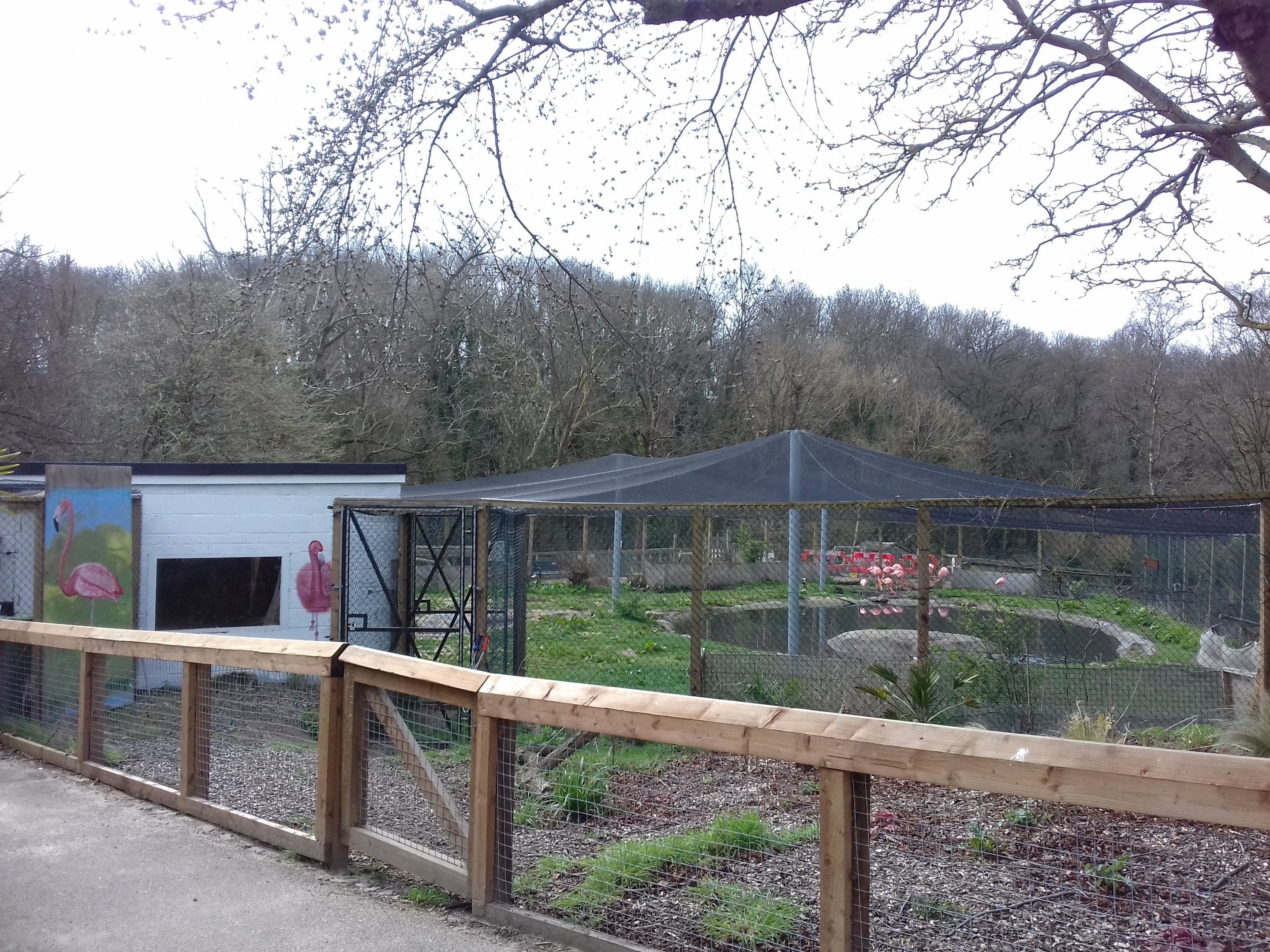 Flamingo enclosure