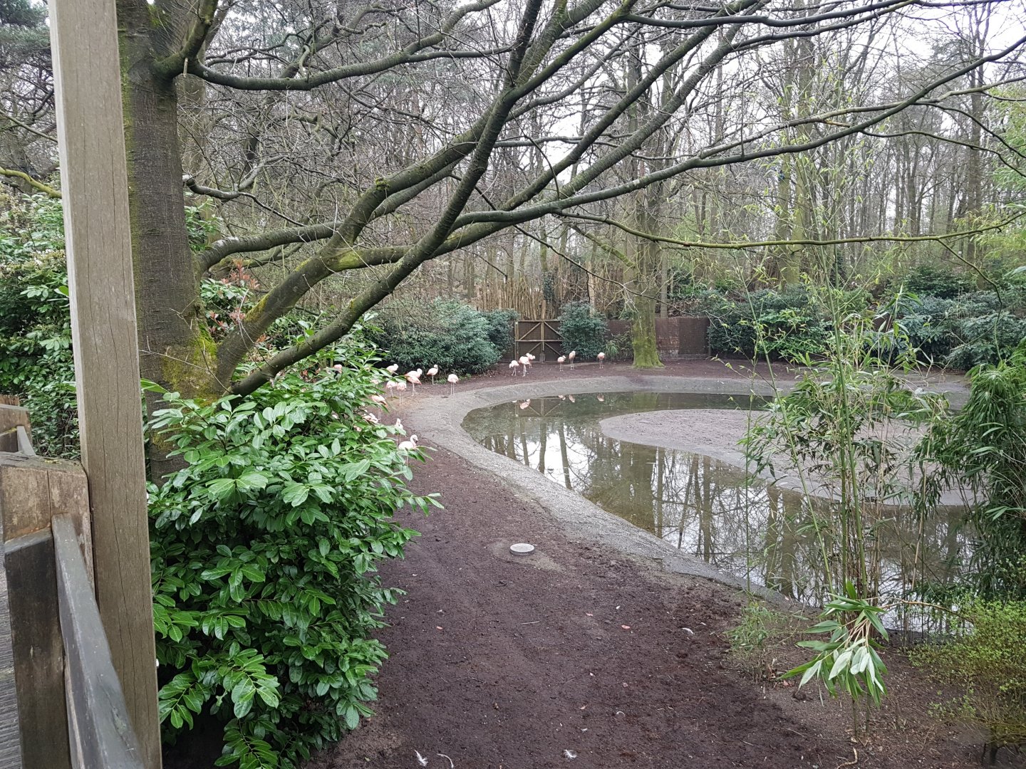 Flamingo-enclosure
