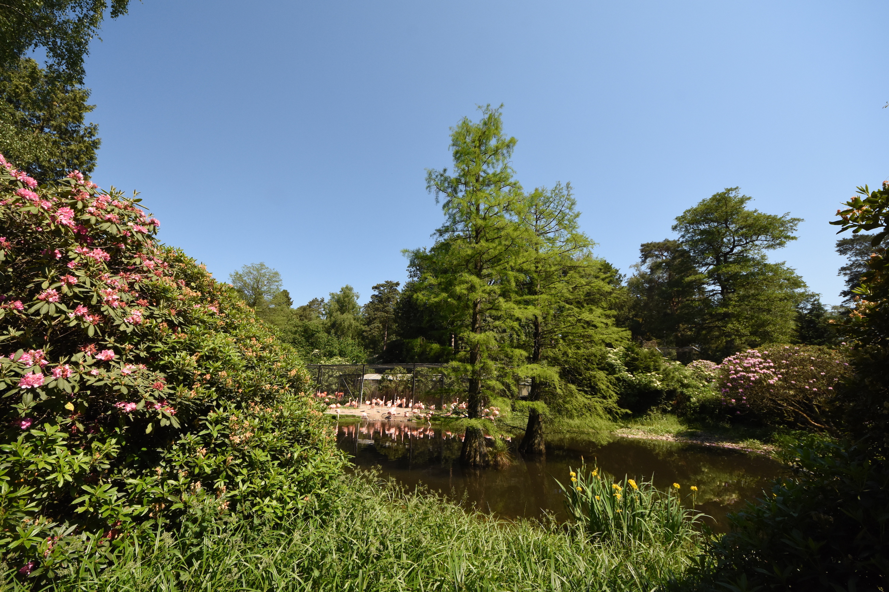 Flamingo enclosure