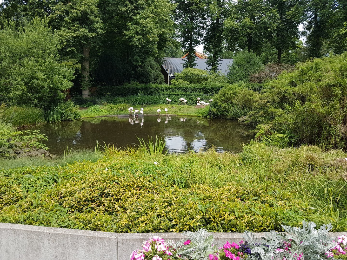 Flamingo-enclosure