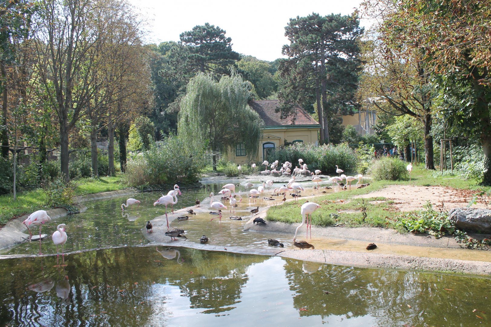 Flamingo Enclosure