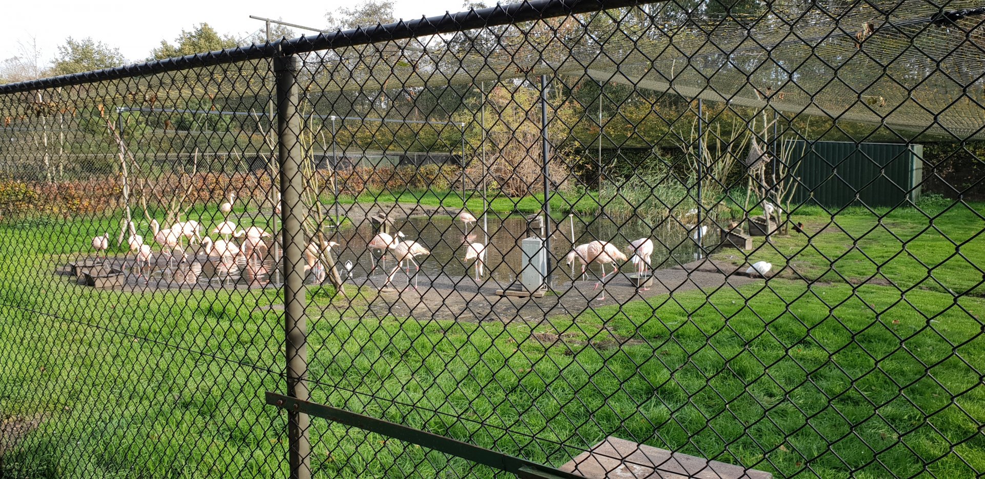 Flamingo enclosure
