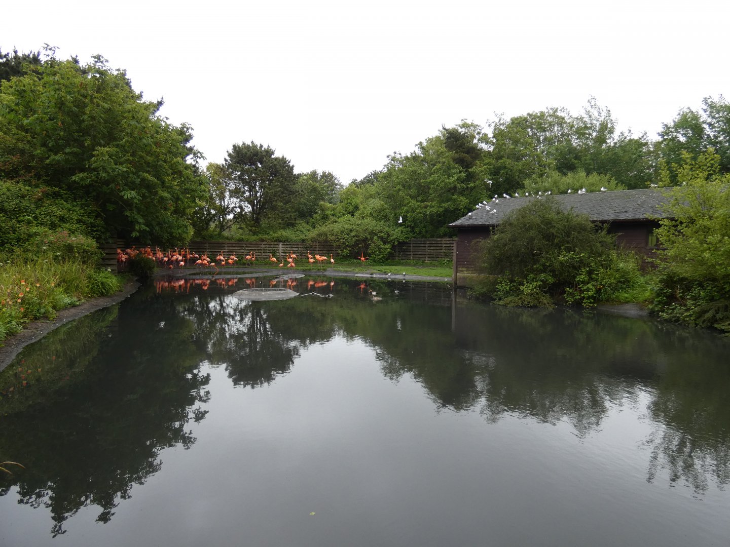 Flamingo enclosure