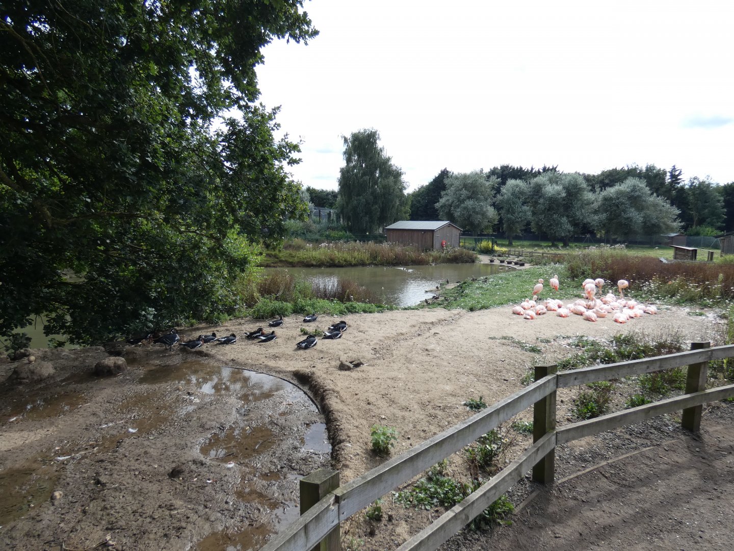 Flamingo enclosure