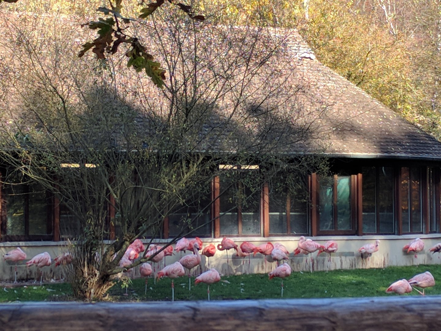 Flamingo Enclosure