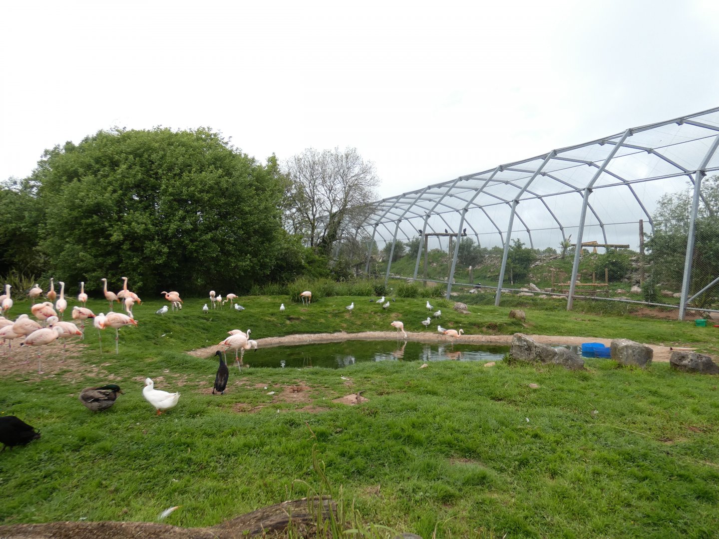 Flamingo enclosure