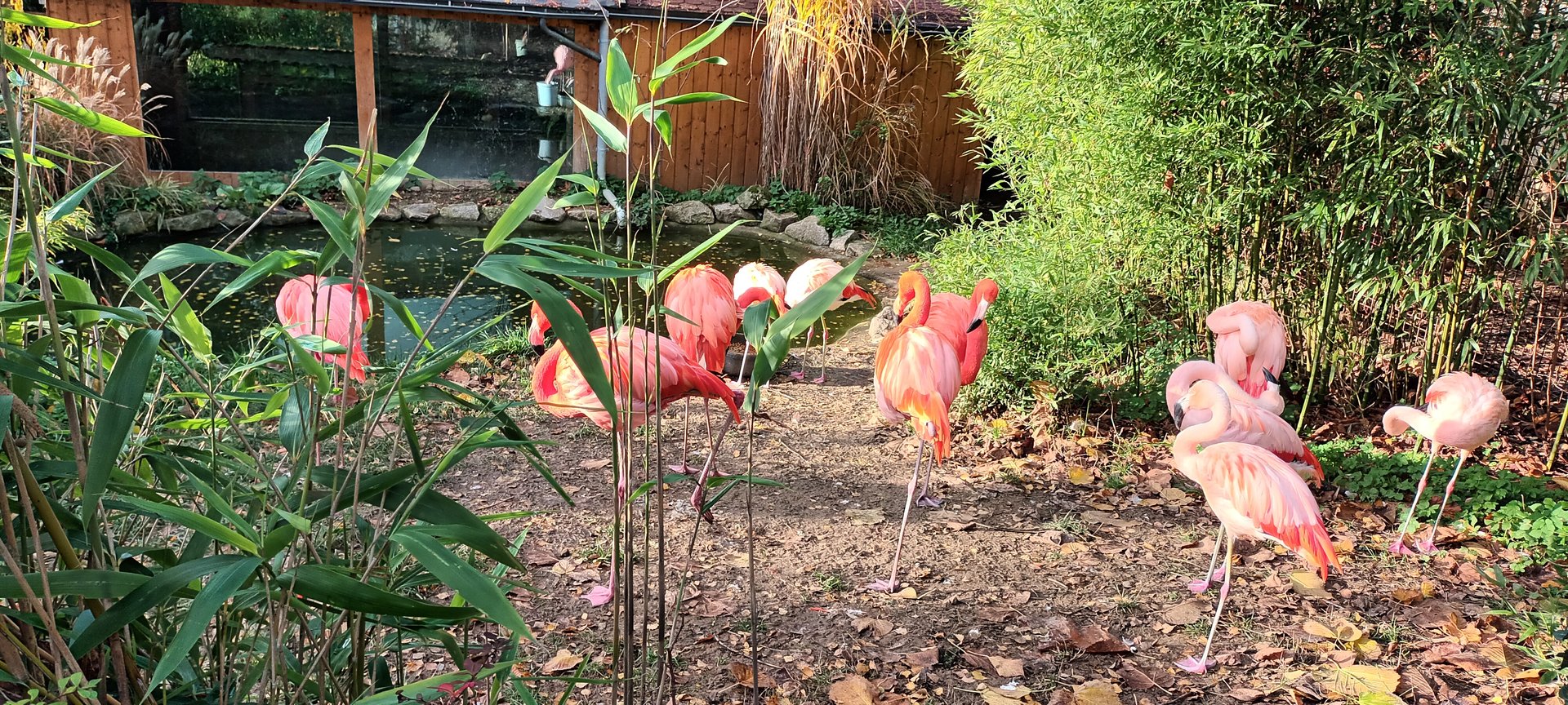 Flamingo Enclosure