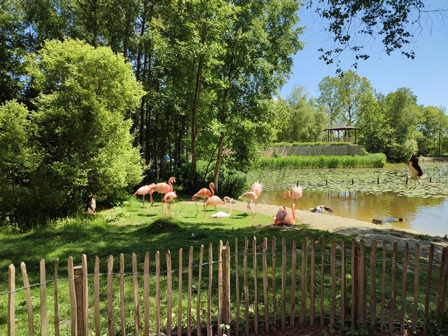 Flamingo enclosure
