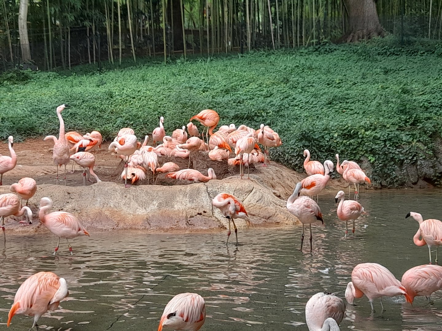 Flamingo - enclosure