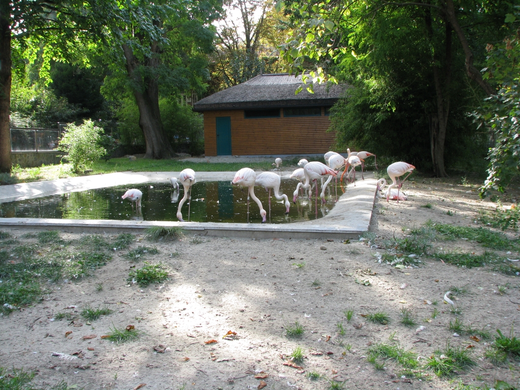 Flamingo enclosure