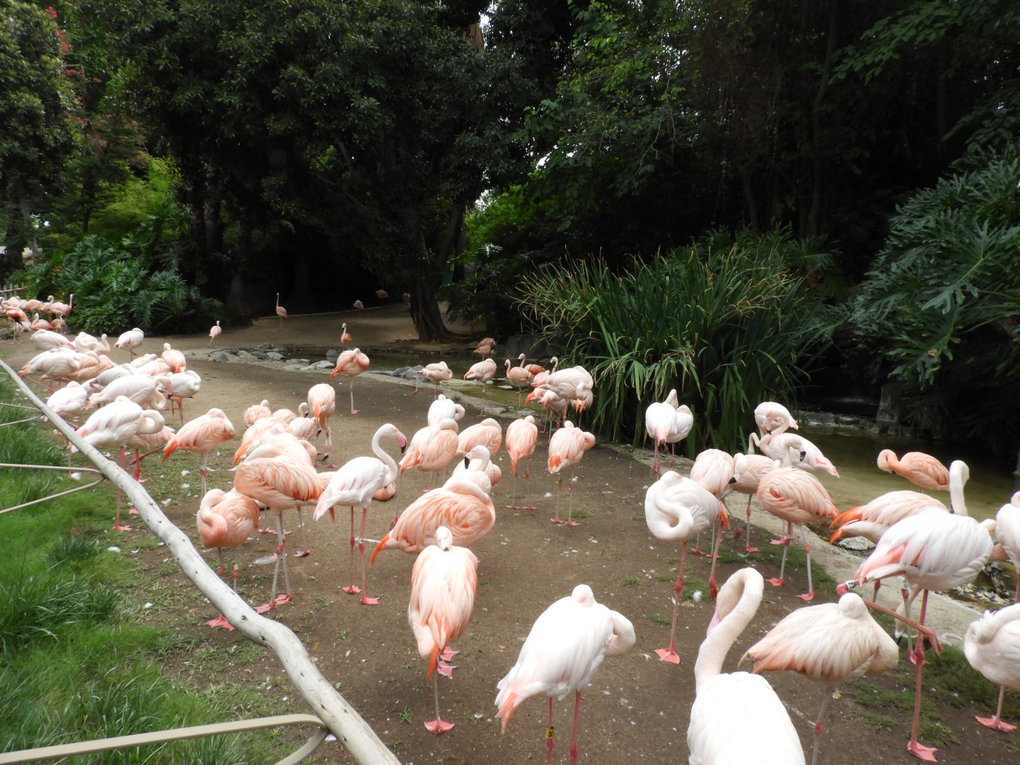 Flamingo enclosure