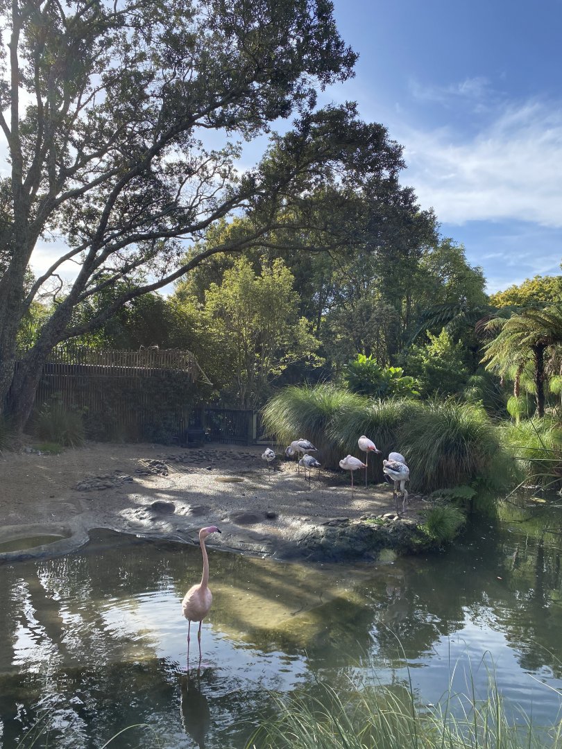 Flamingo enclosure