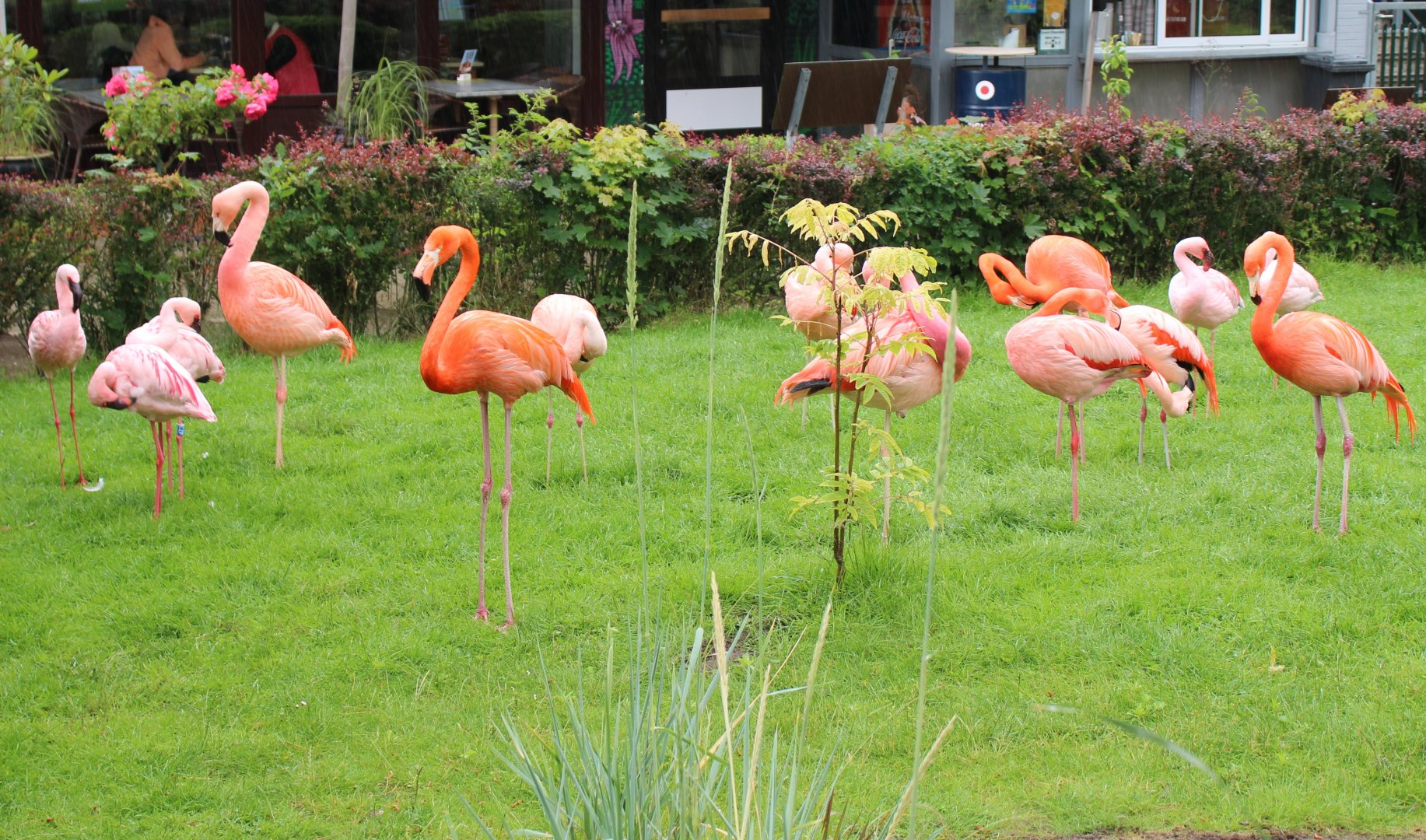 Flamingo enclosure