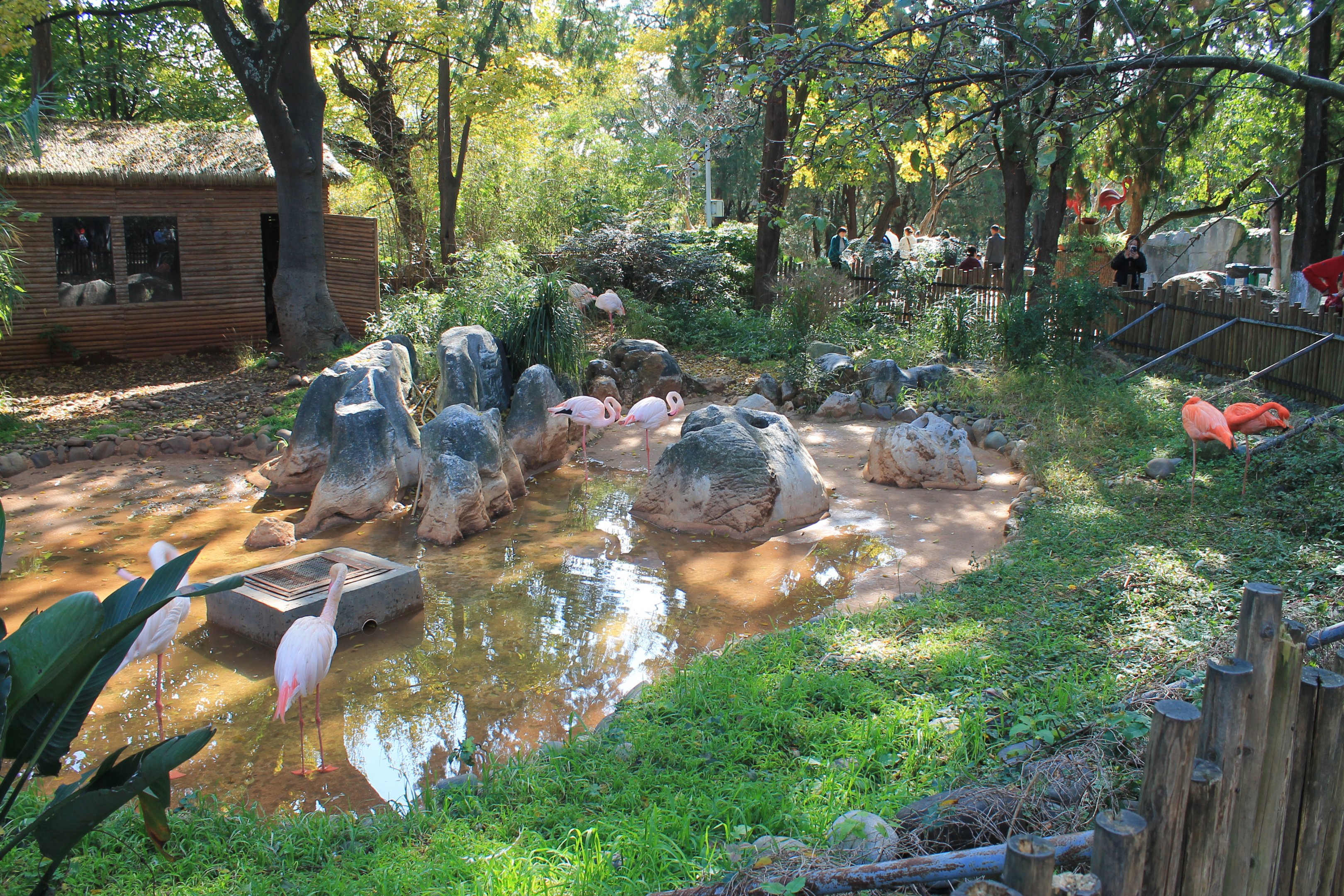 Flamingo enclosure