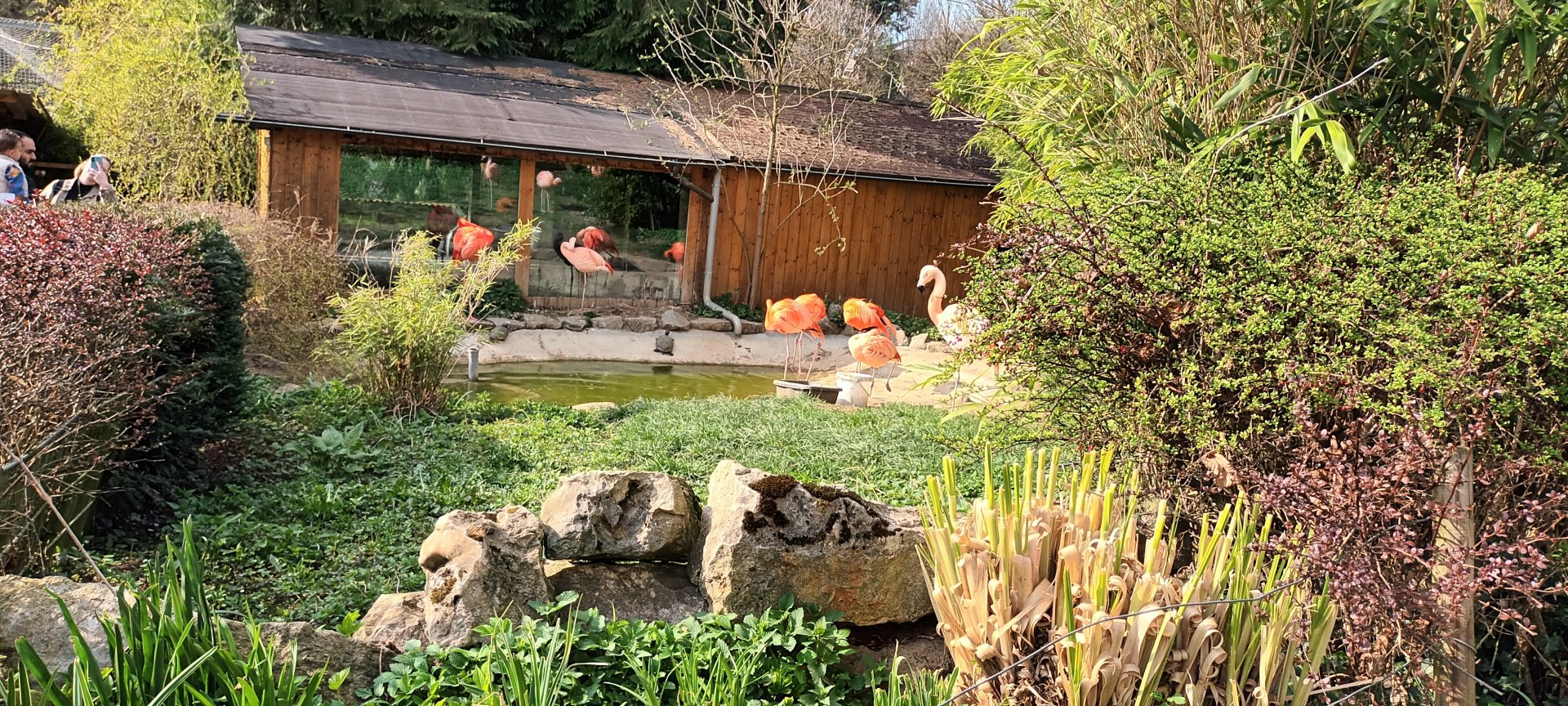 Flamingo Enclosure