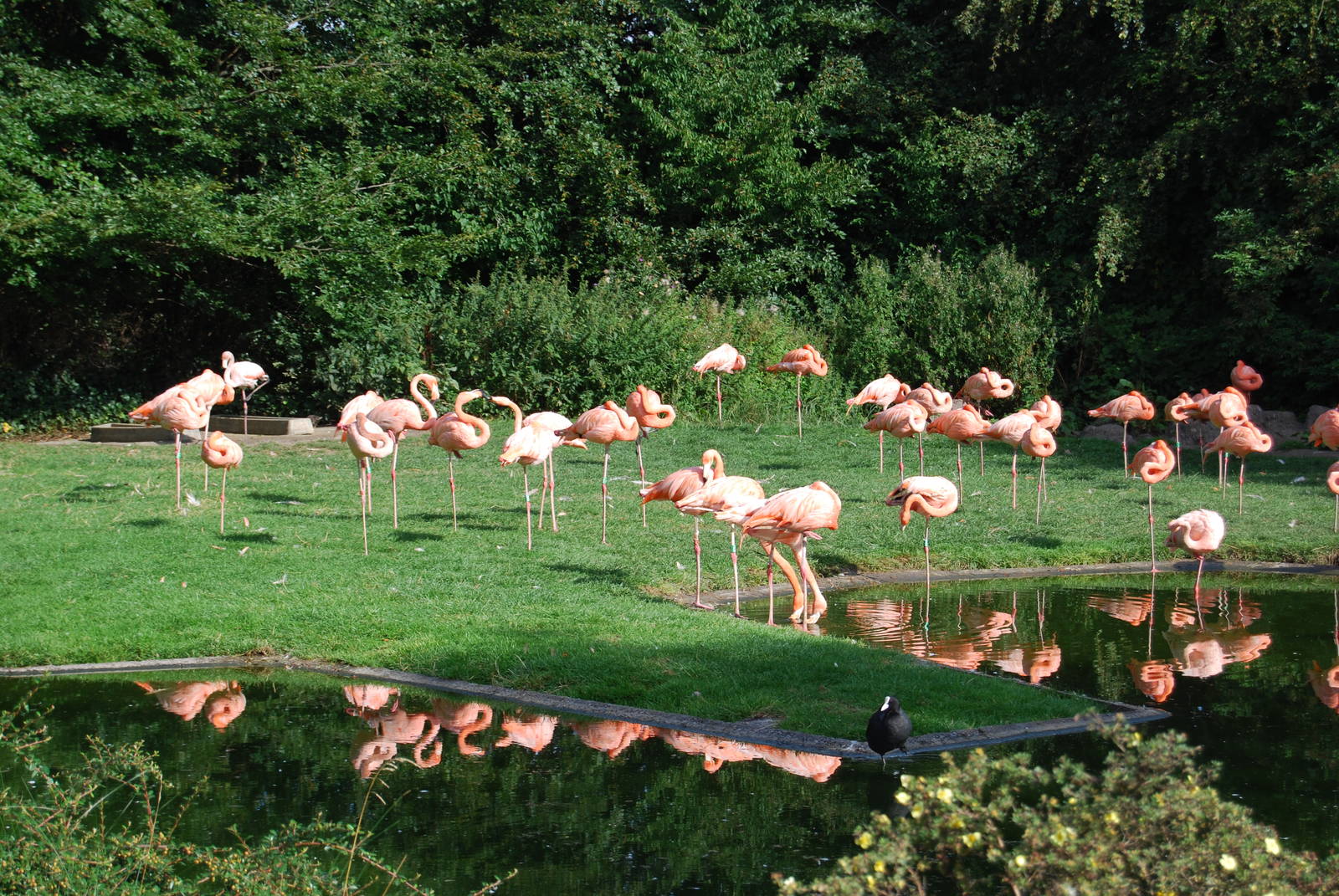 Flamingo Enclosure