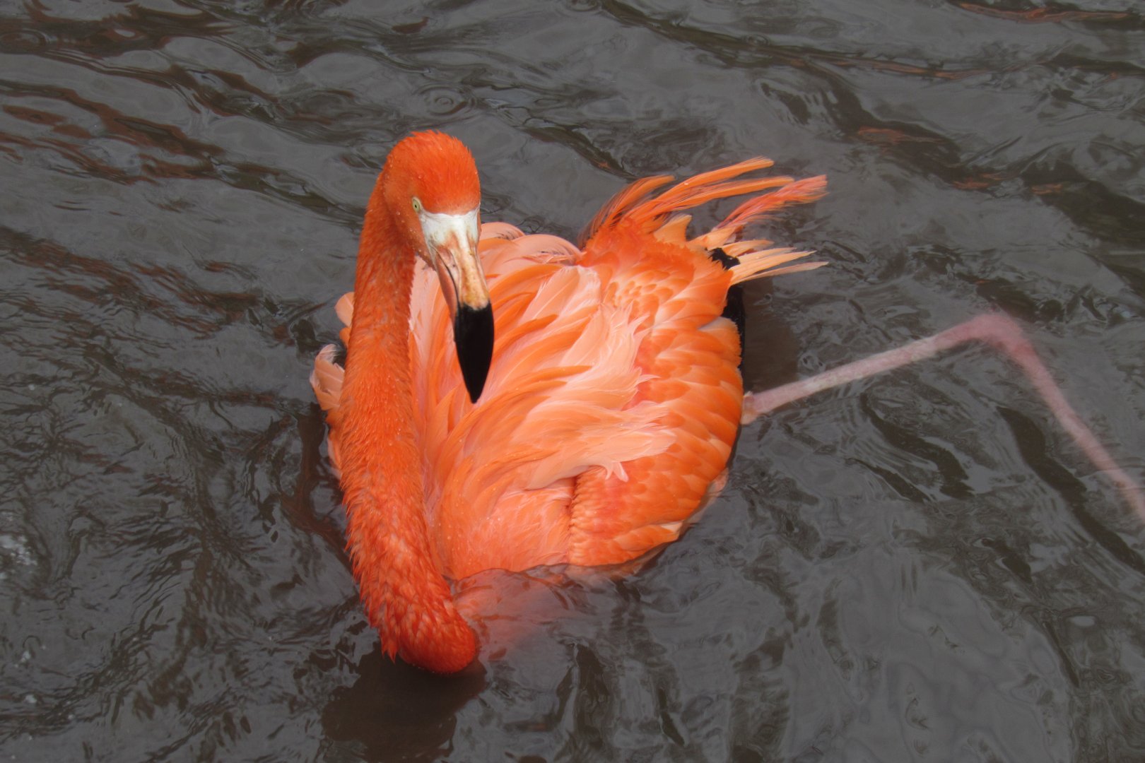 Flamingo enjoying the water