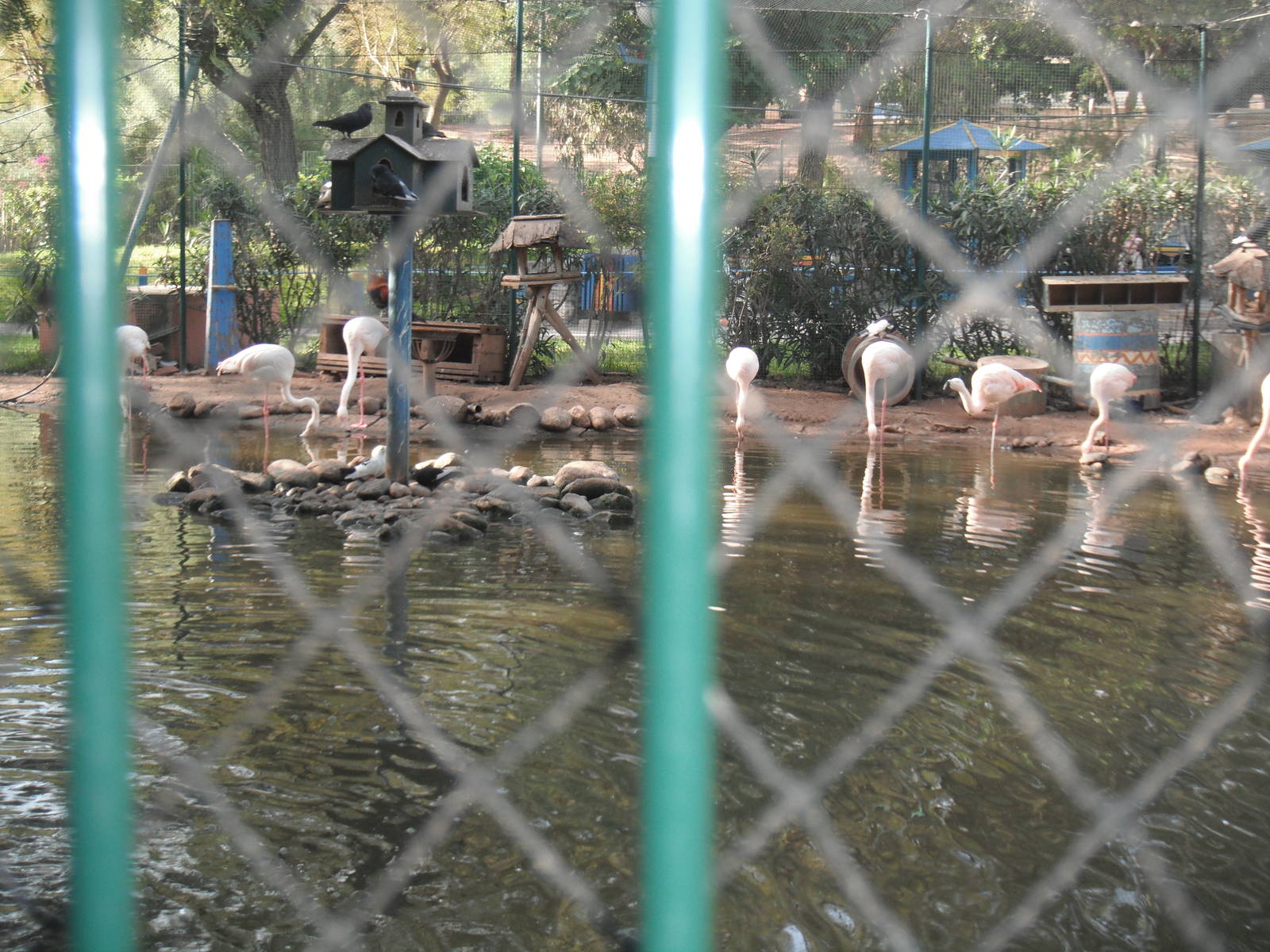 Flamingo exhibit- 1/Jan/2011