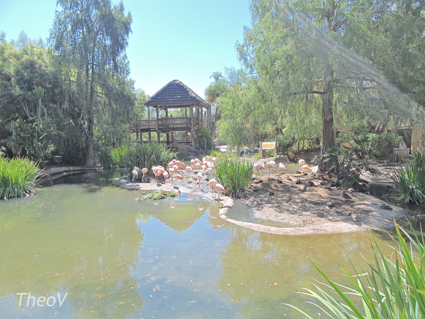 Flamingo exhibit [2015]