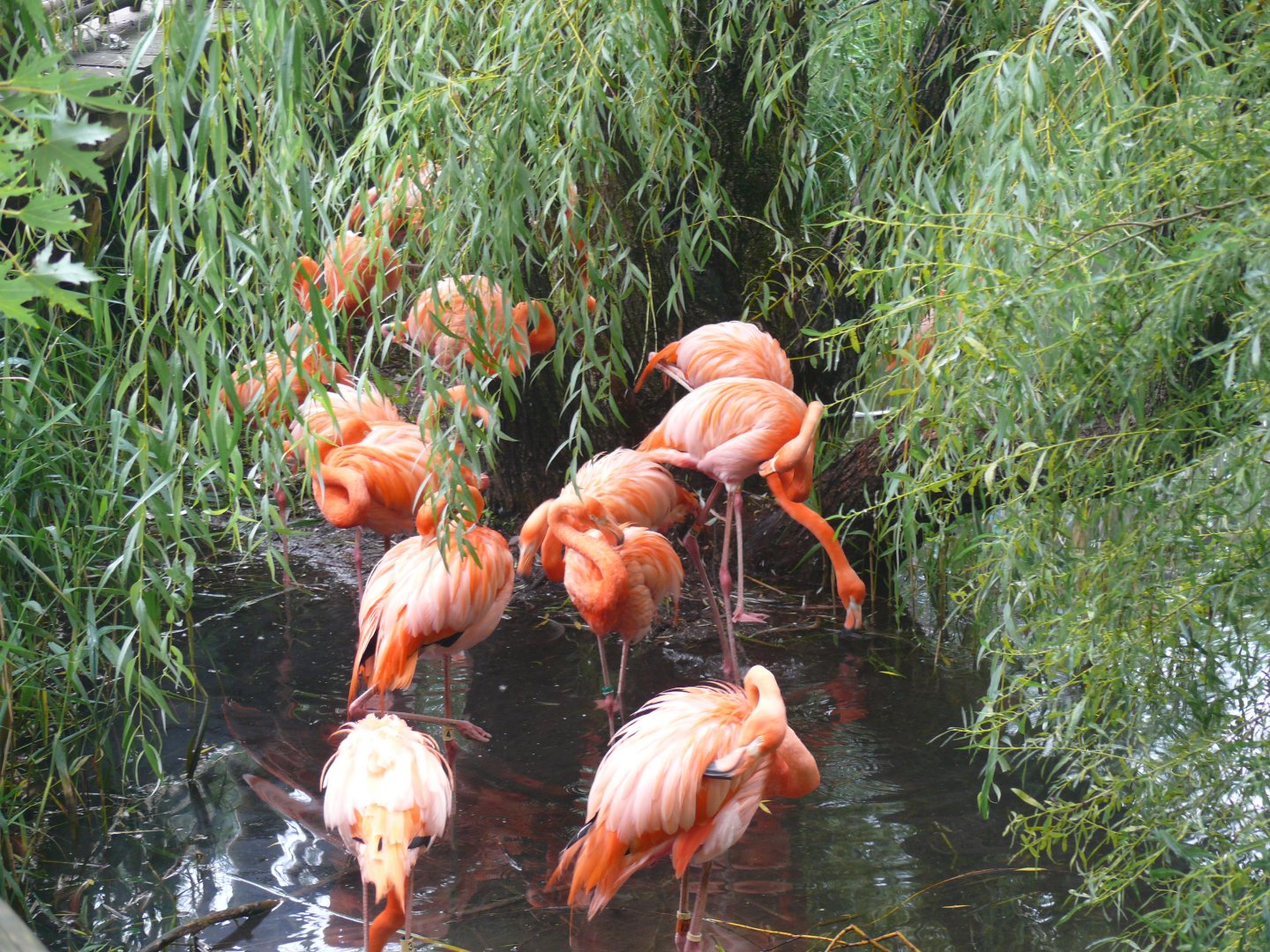 Flamingo exhibit - 24-08-2020