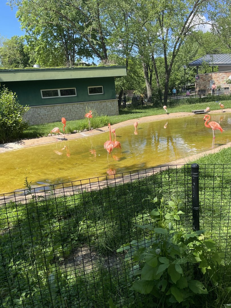 Flamingo Exhibit (5/26/21)