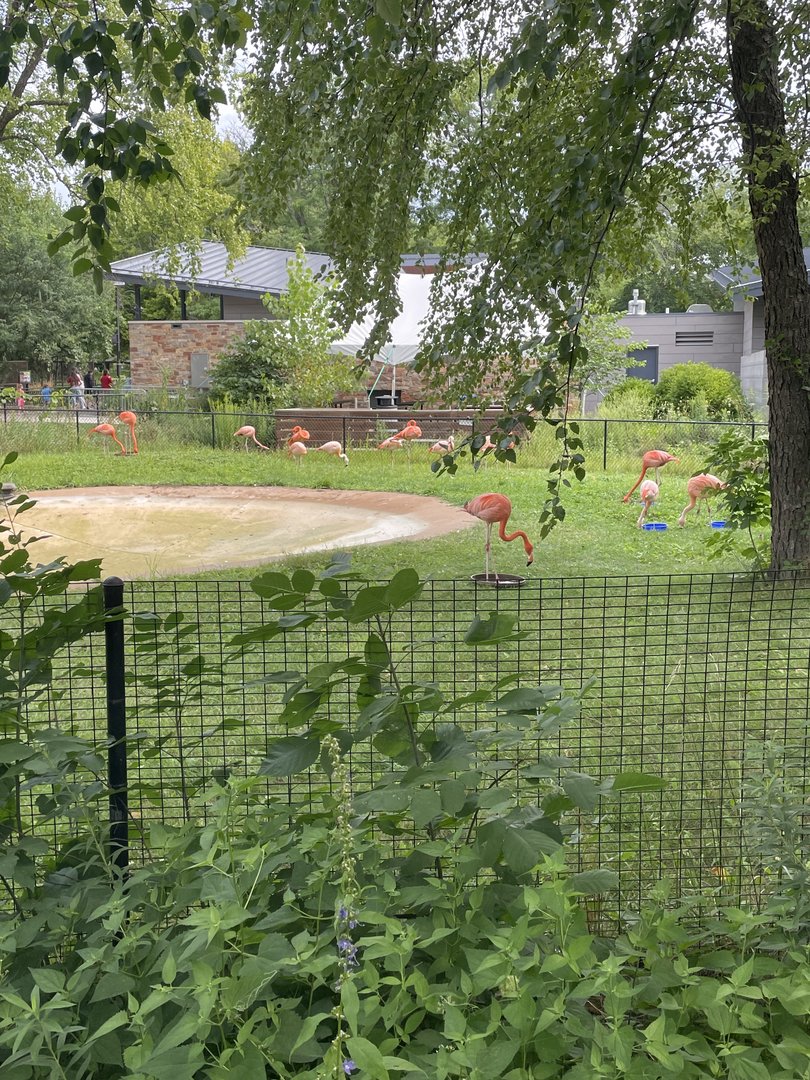 Flamingo Exhibit (8/19/22)