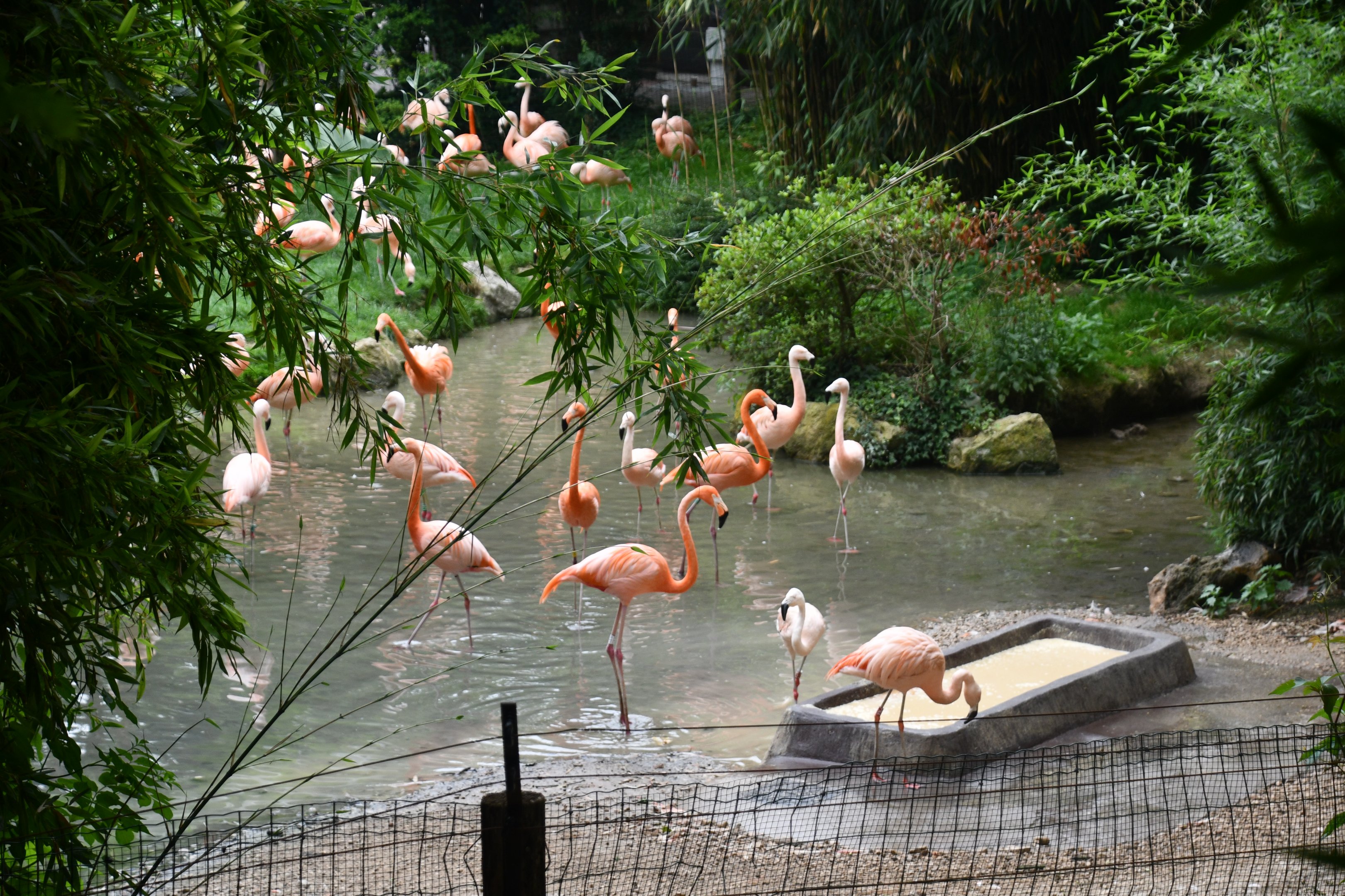 Flamingo exhibit (American and Chilean Flamingos)