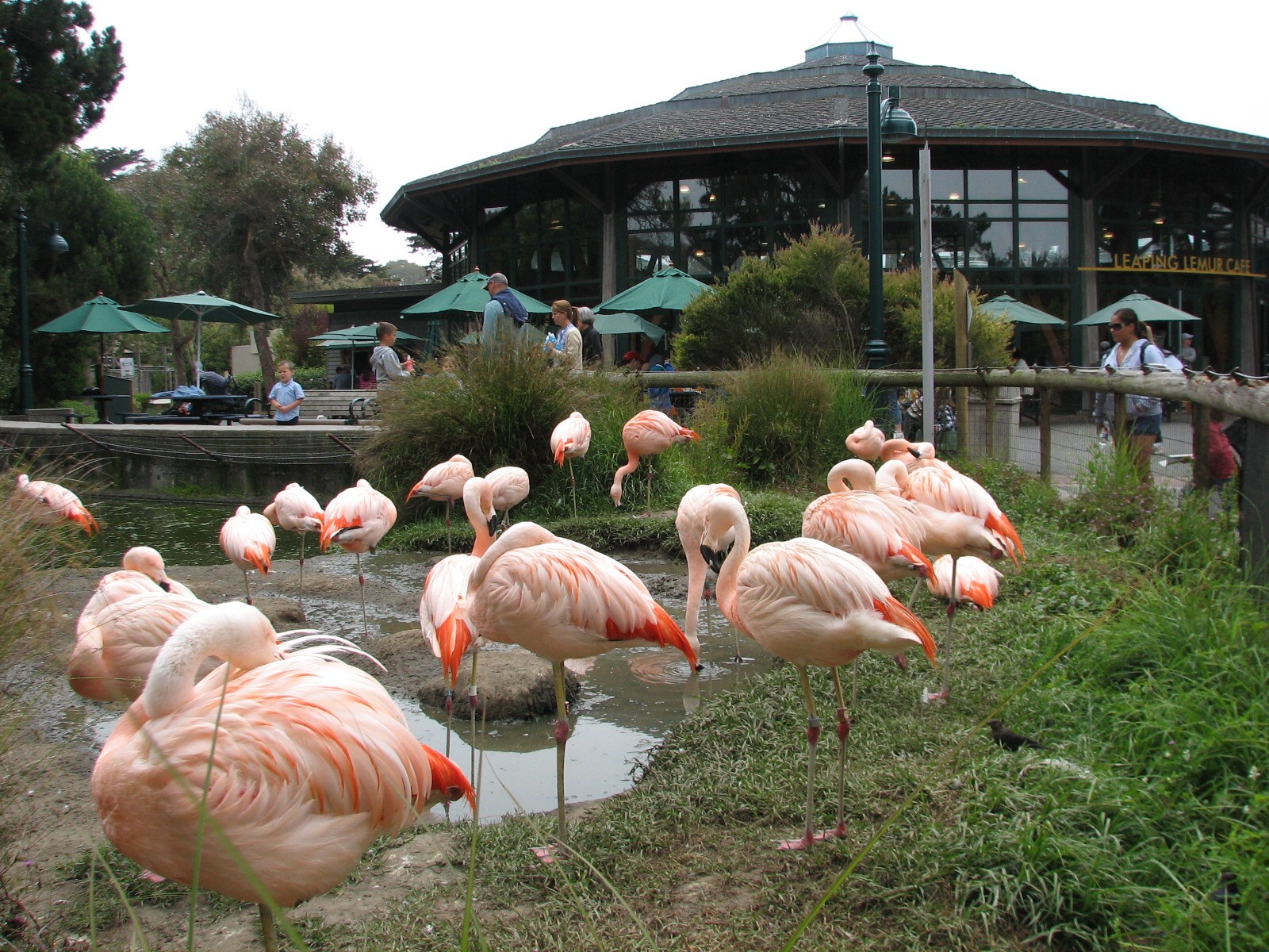 Flamingo Exhibit and Leaping Lemur Cafe