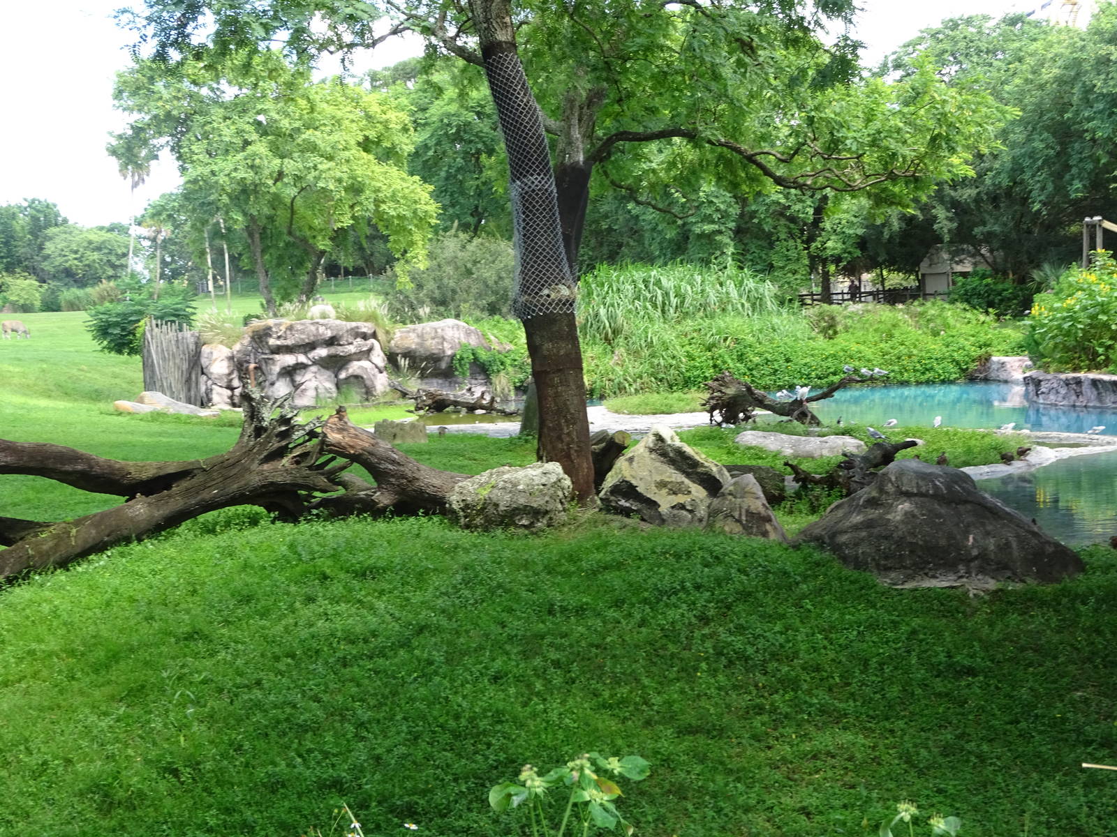 Flamingo Exhibit at Busch Gardens Tampa