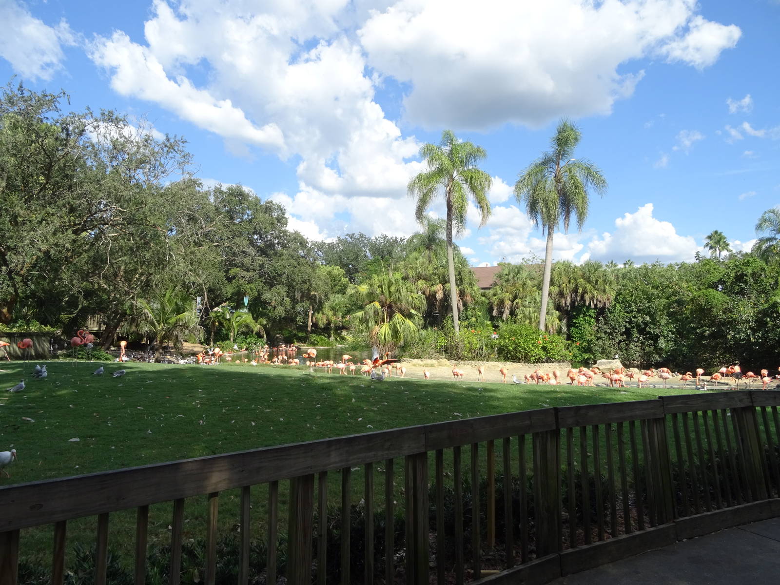 Flamingo Exhibit at Busch Gardens Tampa