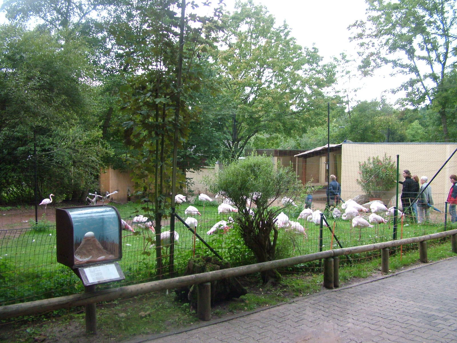 Flamingo Exhibit at Darmstadt, 30/08/10