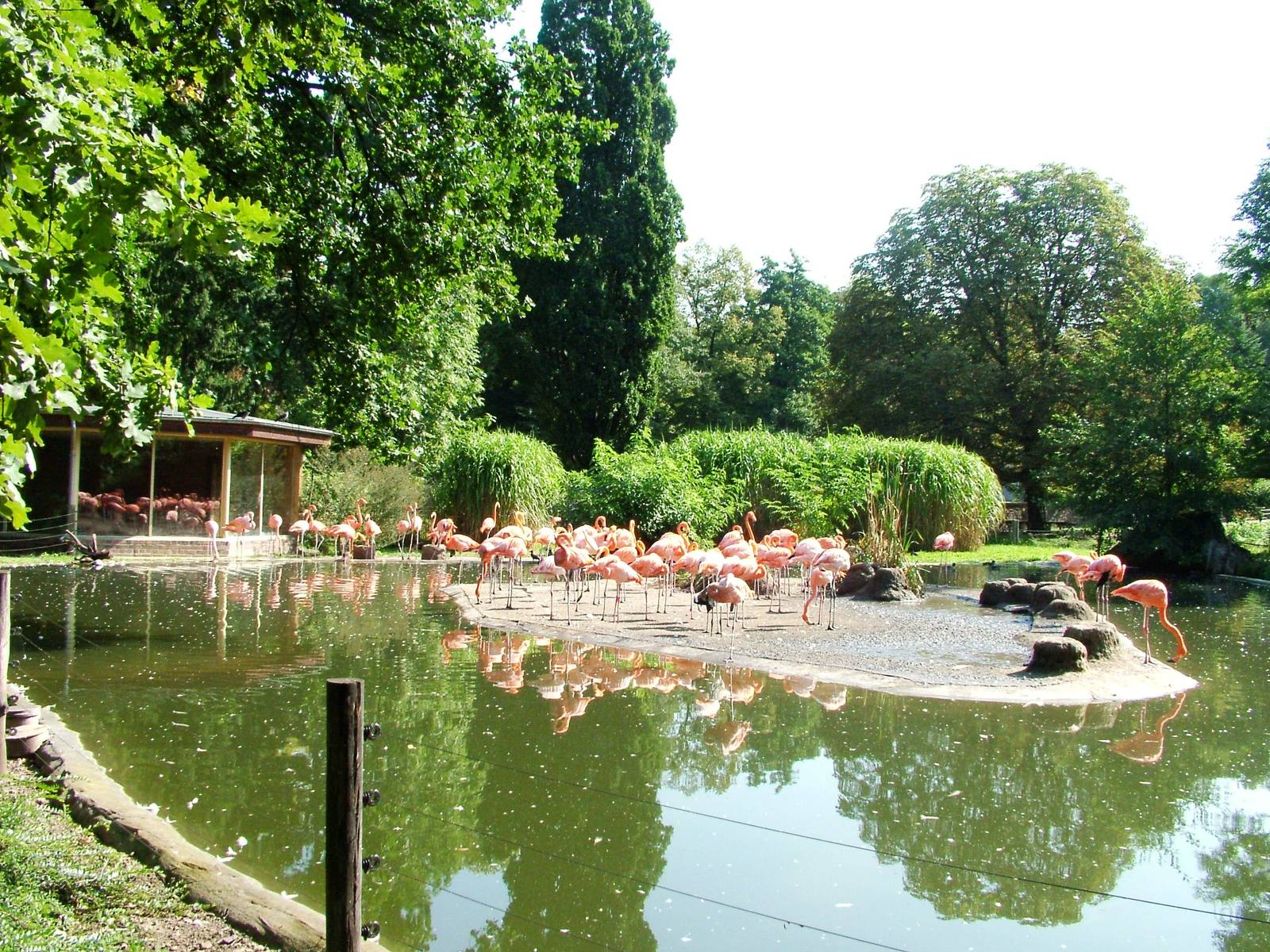 Flamingo Exhibit at Dresden, 29/08/12