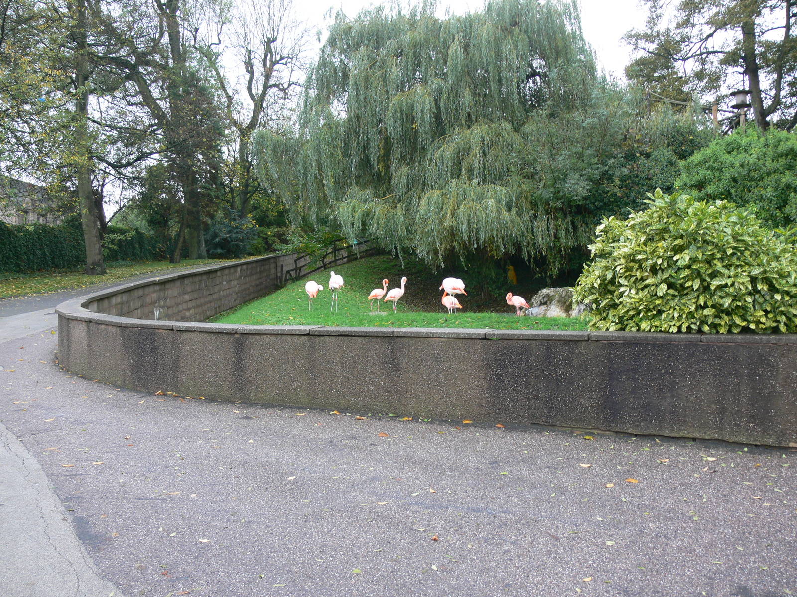 Flamingo exhibit at Dudley, 02/11/13