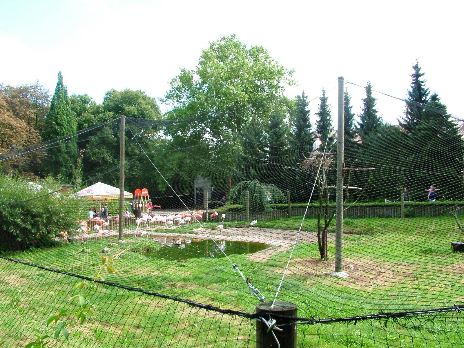 Flamingo Exhibit at Dvur Kralove, 27/08/12