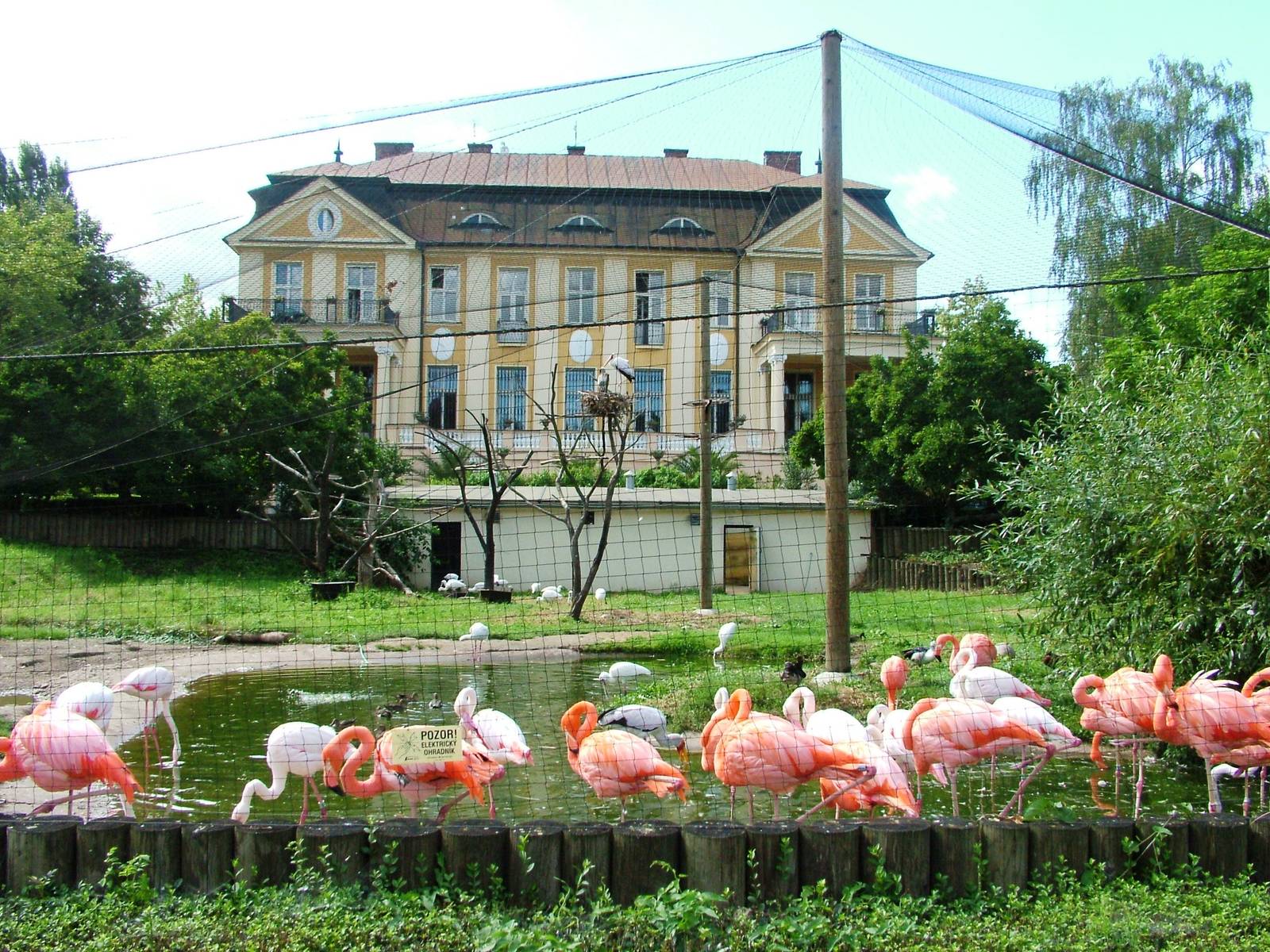 Flamingo Exhibit at Dvur Kralove, 27/08/12