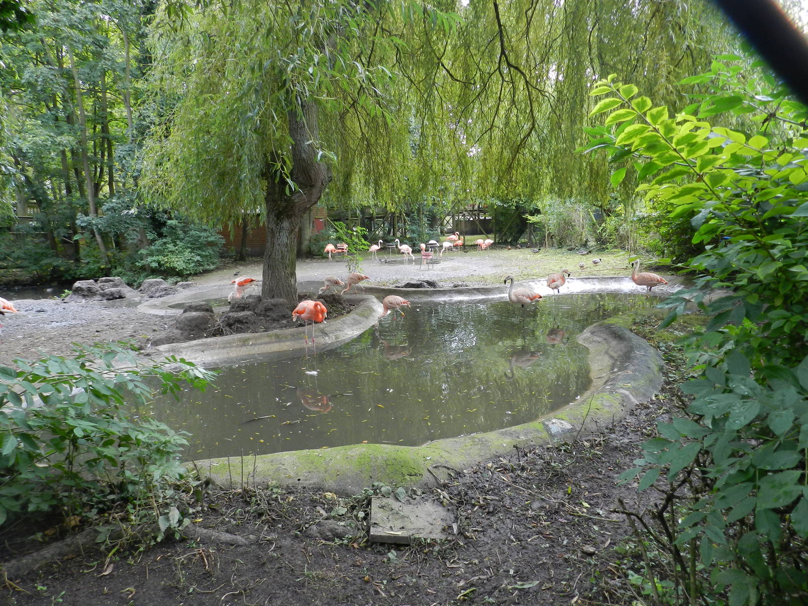 Flamingo Exhibit at Flamingo Land - 14/10/2012
