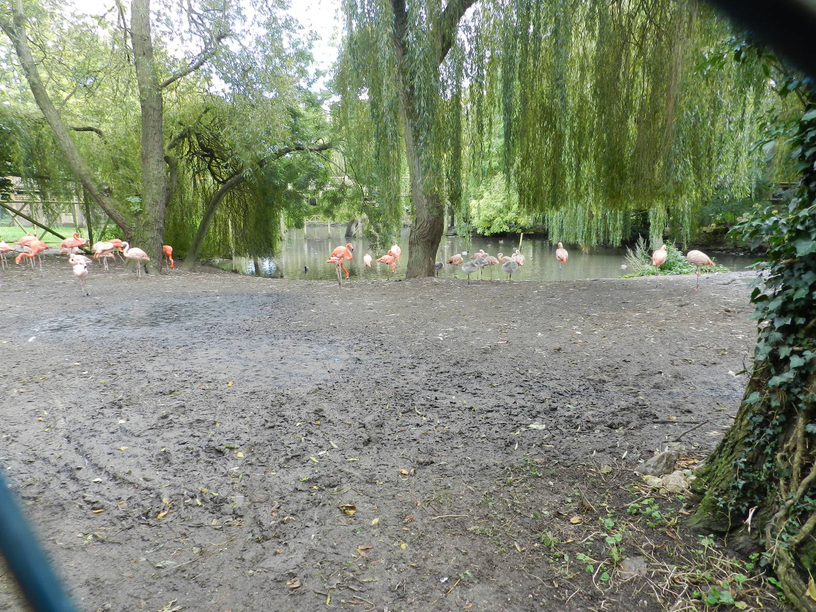 Flamingo Exhibit at Flamingo Land - 14/10/2012