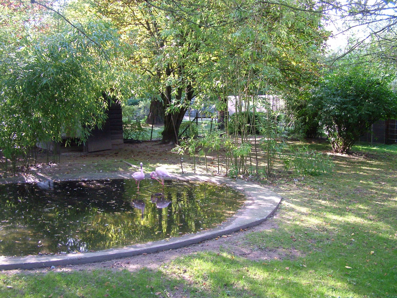 Flamingo Exhibit at Heppenheim, 05/09/10