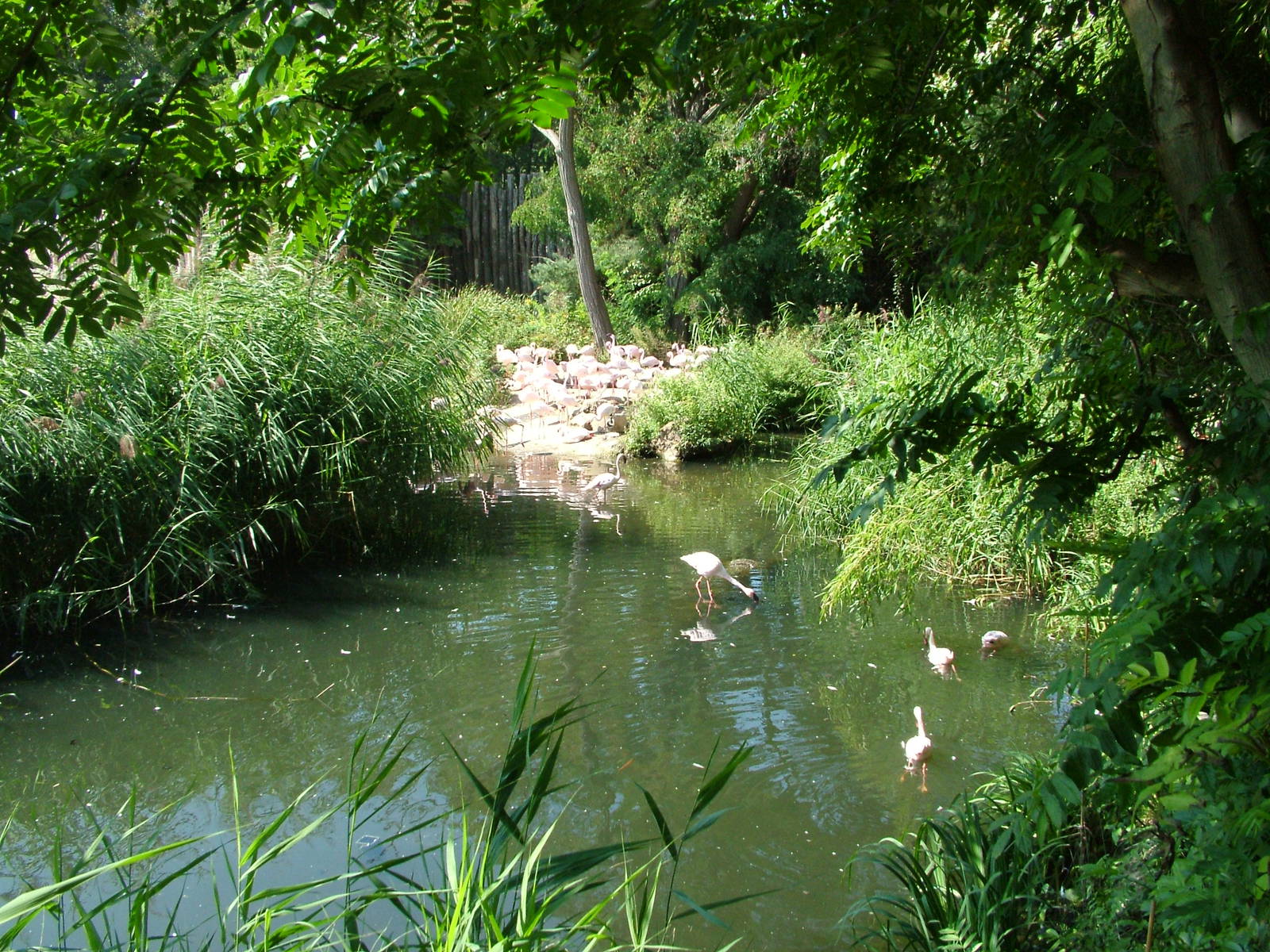 Flamingo Exhibit at Leipzig, 02/09/11