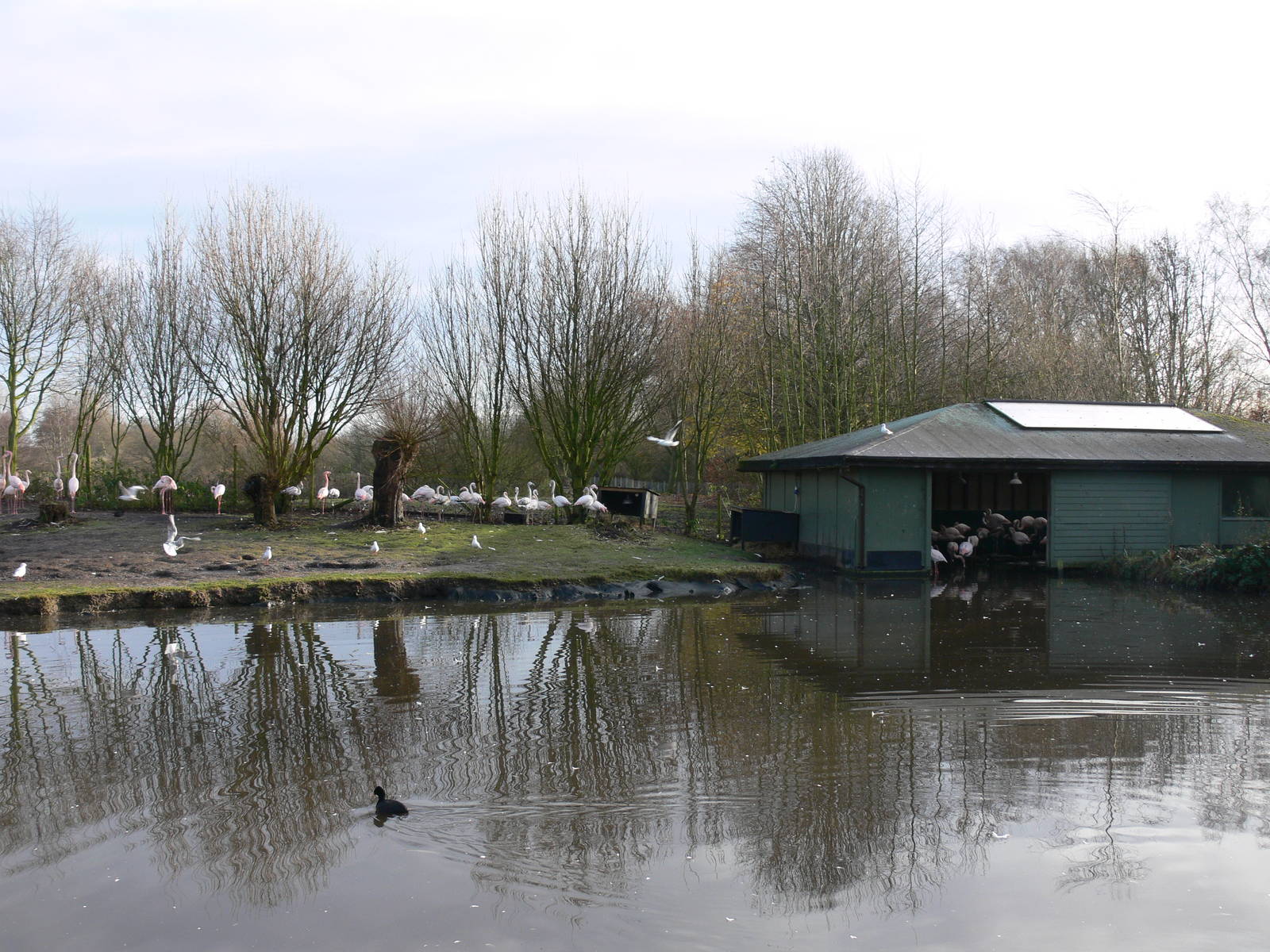 Flamingo exhibit at Martin Mere WWT 08/12/12