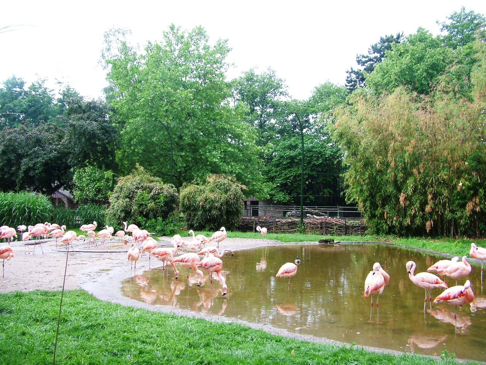 Flamingo Exhibit at Rheine, 03/06/12