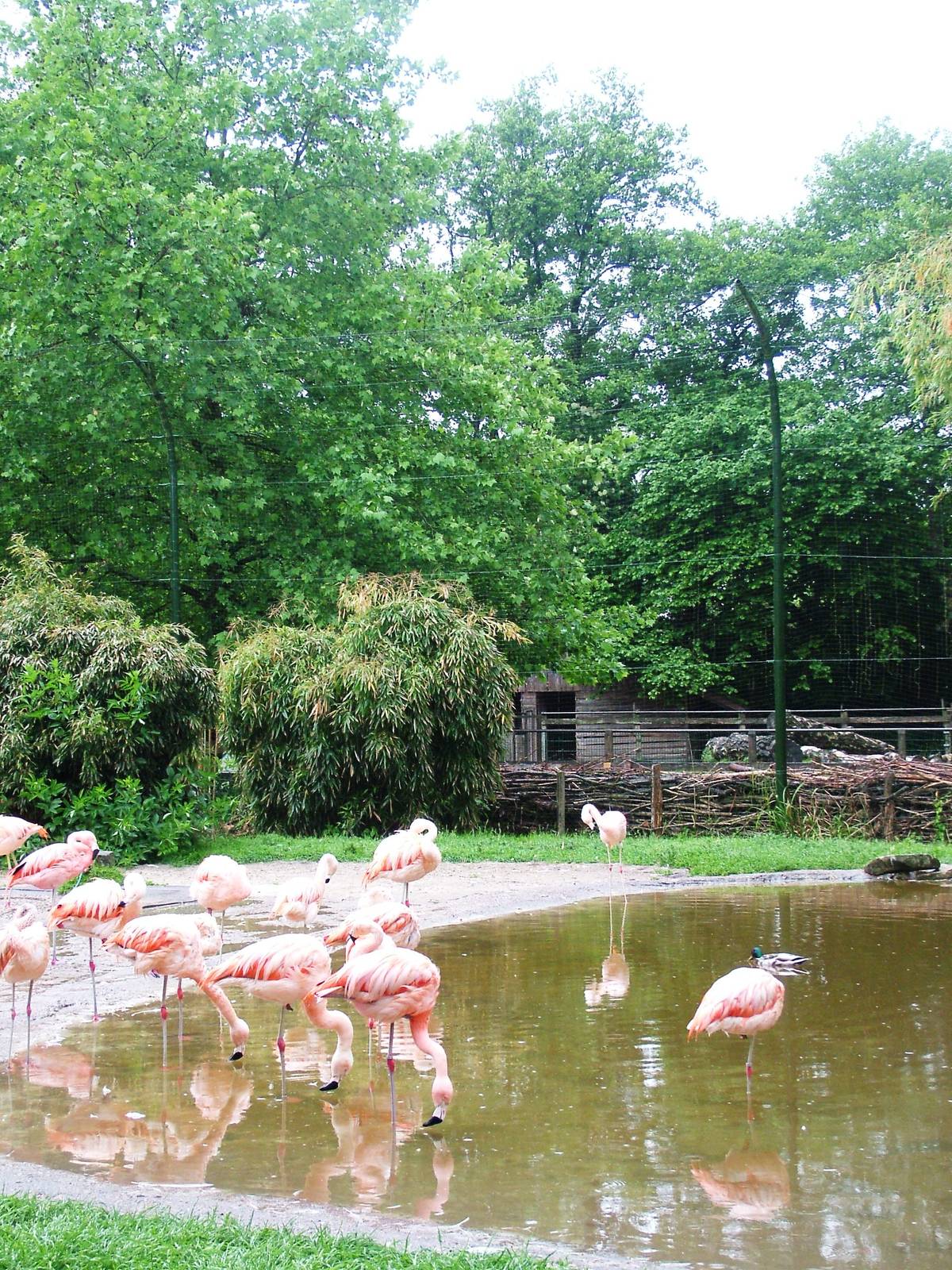 Flamingo Exhibit at Rheine, 03/06/12