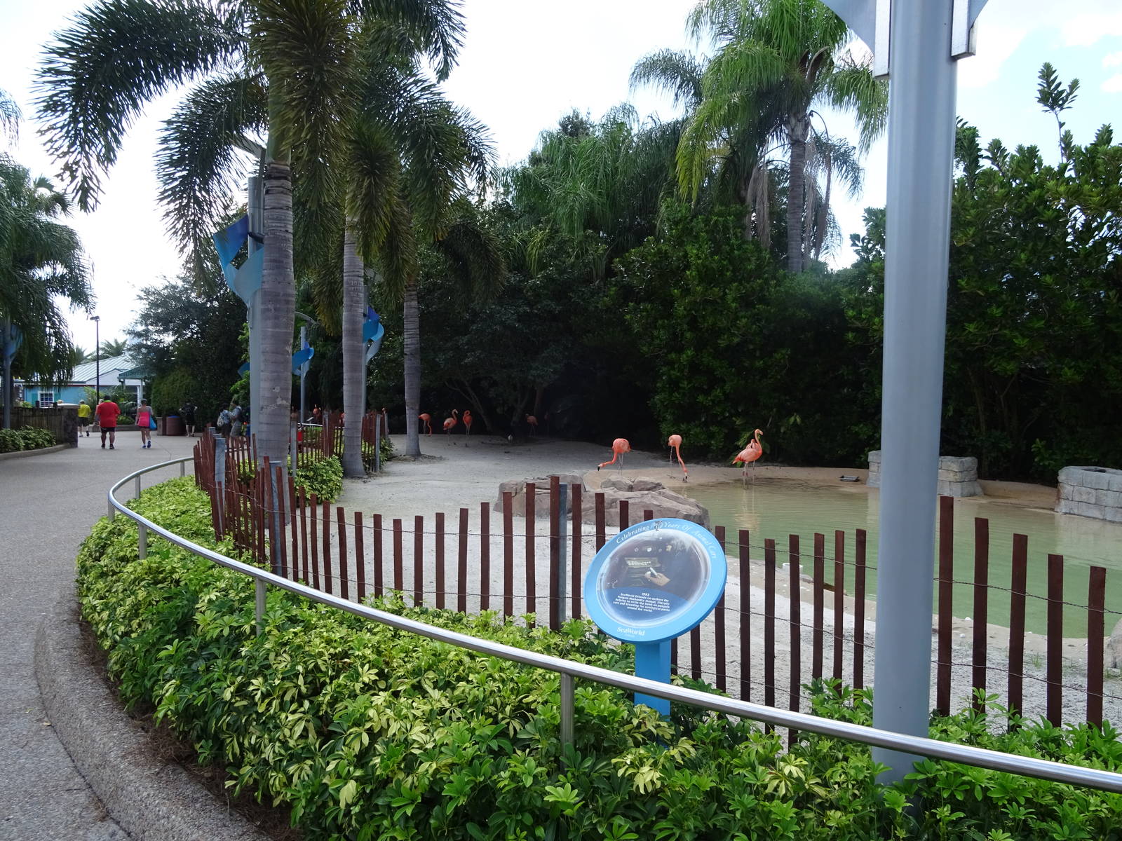 Flamingo Exhibit at SeaWorld Orlando