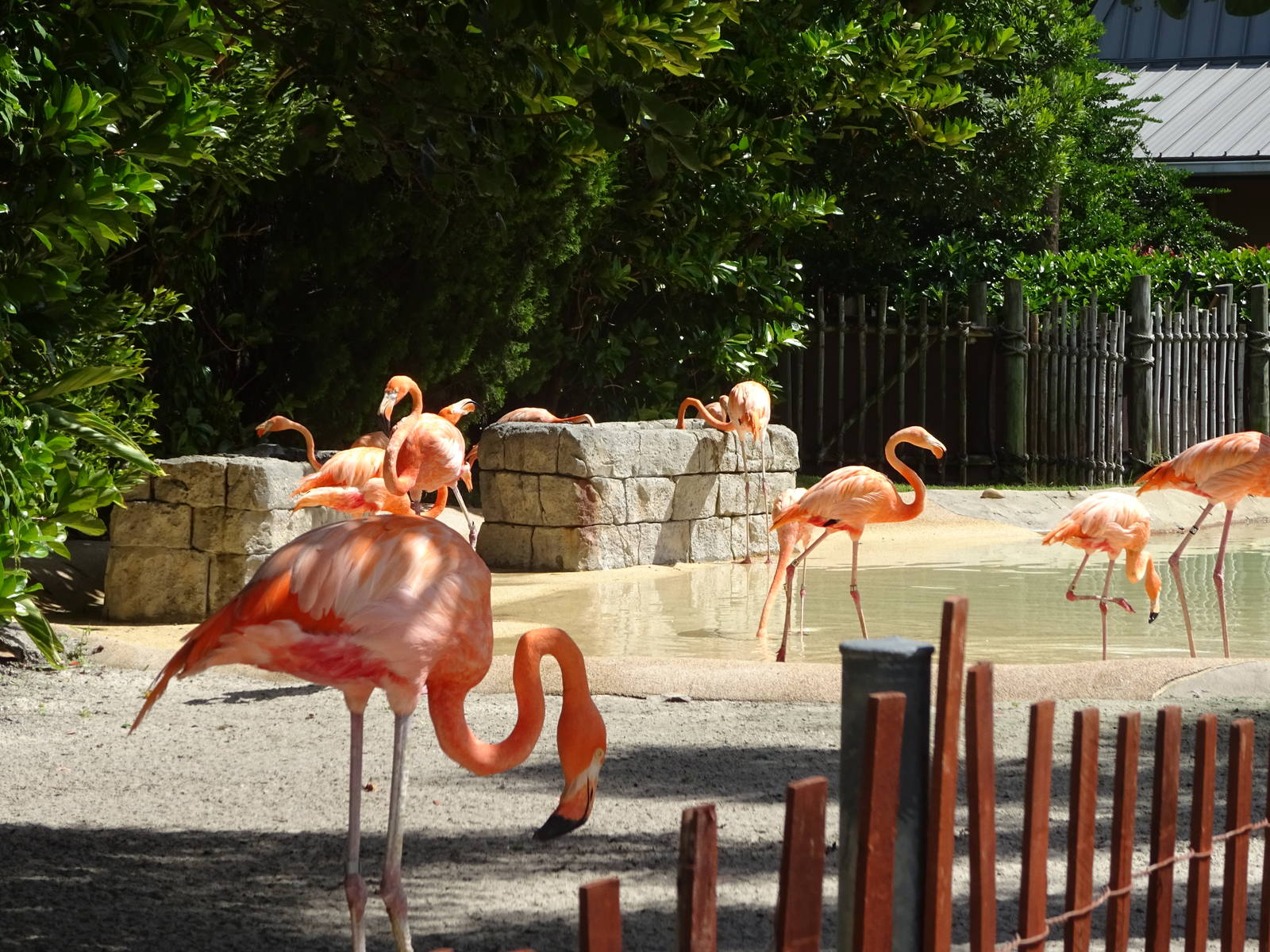 Flamingo Exhibit at SeaWorld Orlando