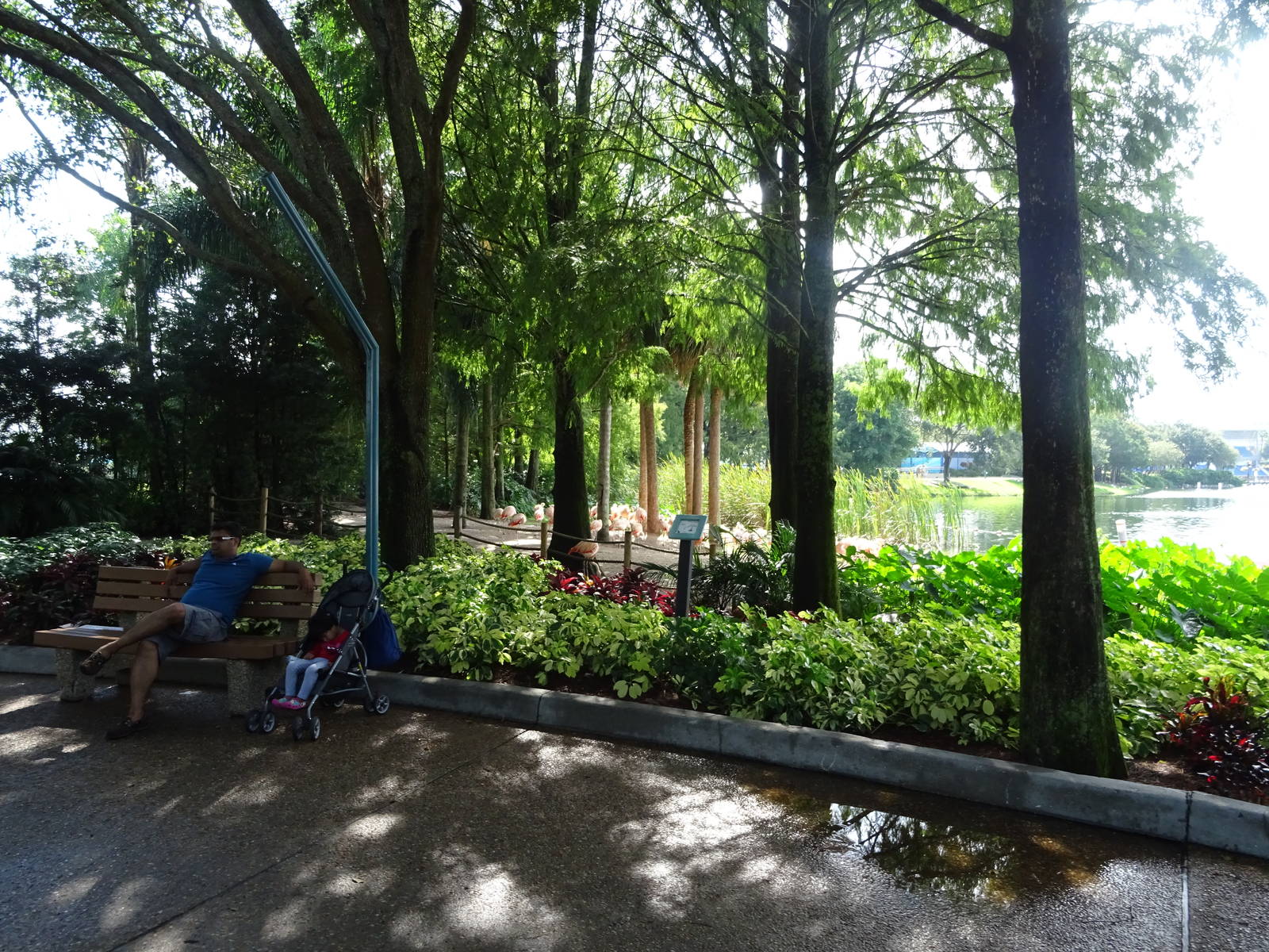 Flamingo Exhibit at SeaWorld Orlando